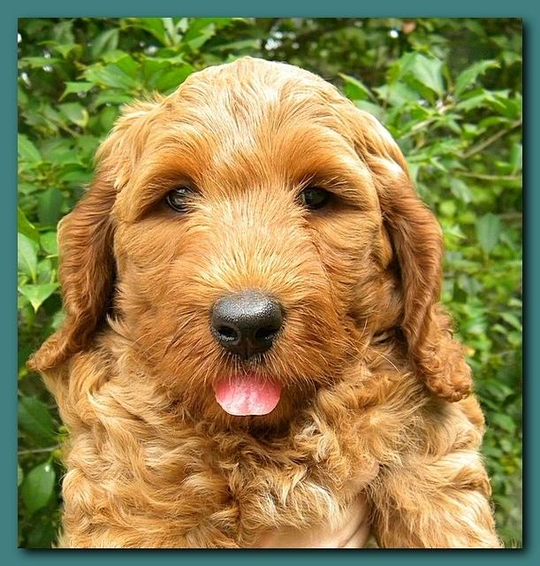 Bries puppy faces 7 weeks 020