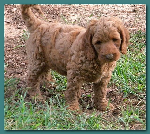 Bries puppy faces 7 weeks and play 014