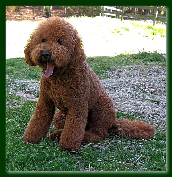 Brie 18 mos old 002