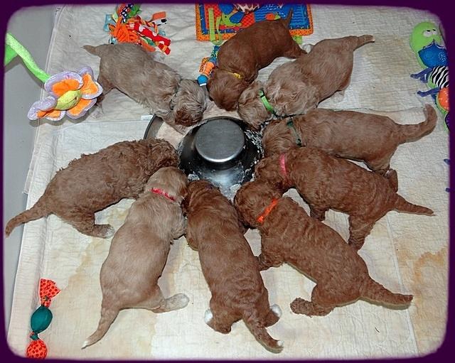 BT 3.5 wks old group feed 31