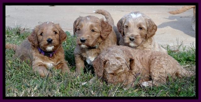 BT 4.5 weeks old 191