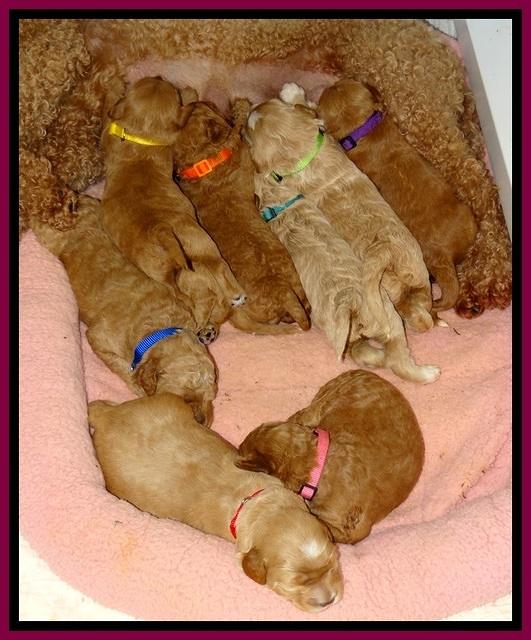 BT pups 2 wks old 1071