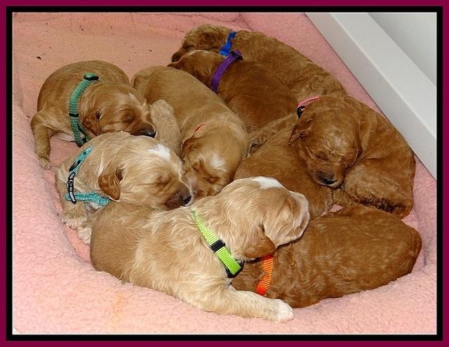 BT pups 2 wks old 1491