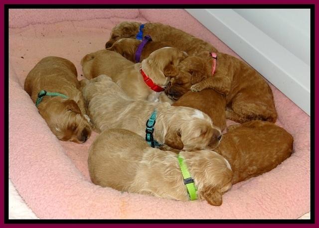 BT pups 2 wks old 1521