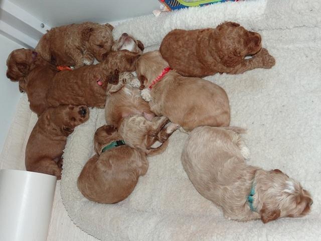 BT pups 3.2 wks old 21