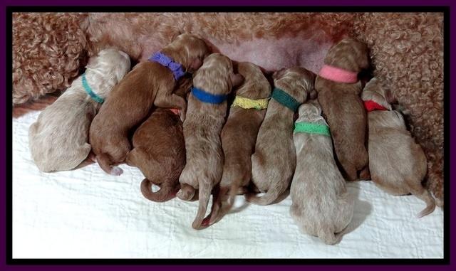 BT pups newborn 2