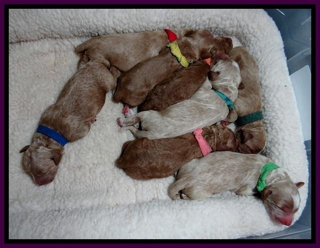 BT pups newborn 3