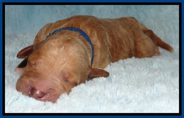 BT 2 days old 621