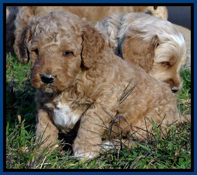 BT 4.5 weeks old 161