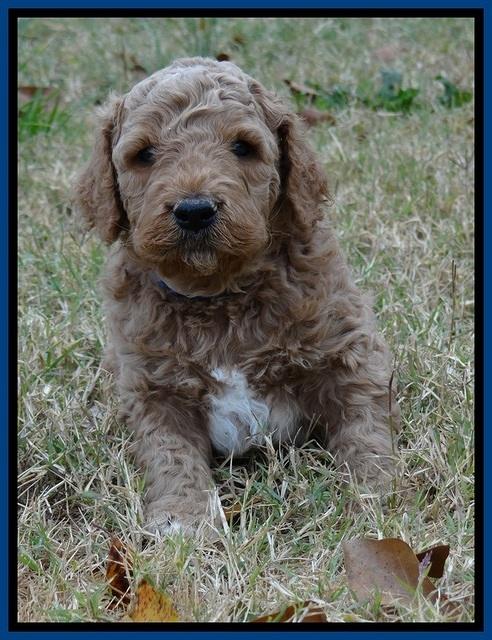 BT 4.5 weeks old 61 (2)