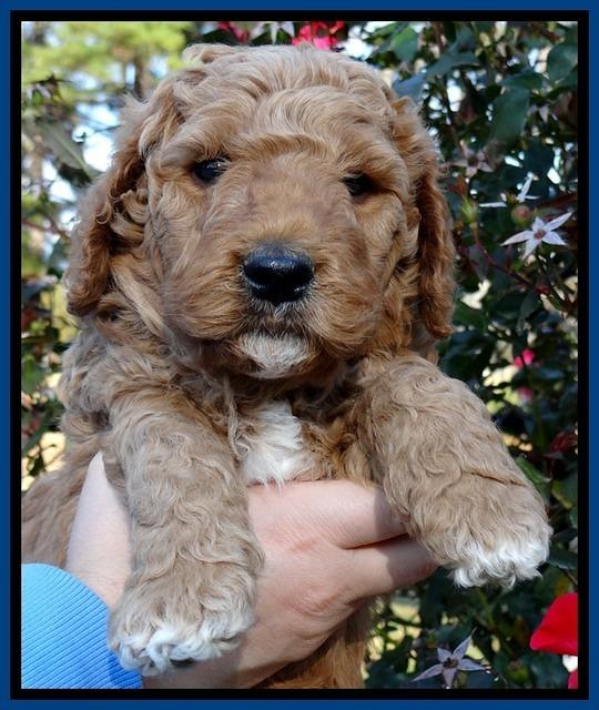 BT 5 wks old 121