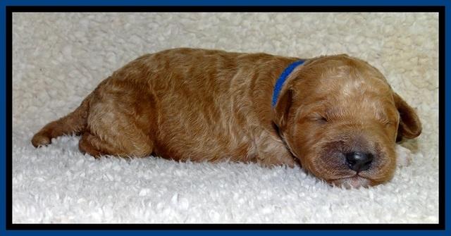 BT pups 1 wk old 101
