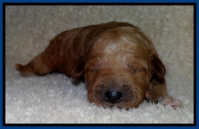 BT pups 1 wk old 111