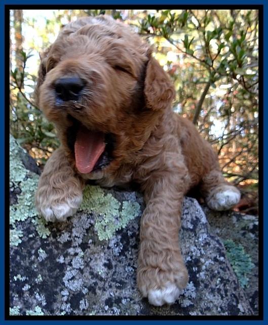 BT pups 3 wks old 21