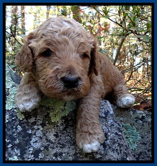 BT pups 3 wks old 31