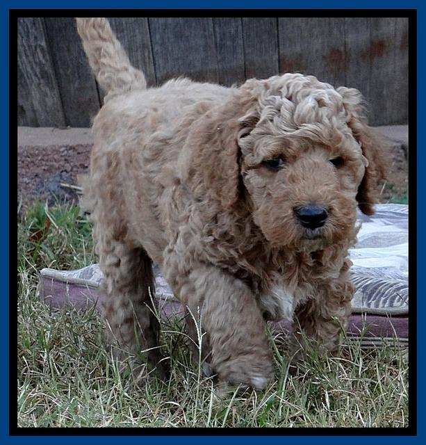 BT pups 6 wks old 16300