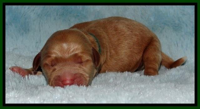 BT 2 days old 191
