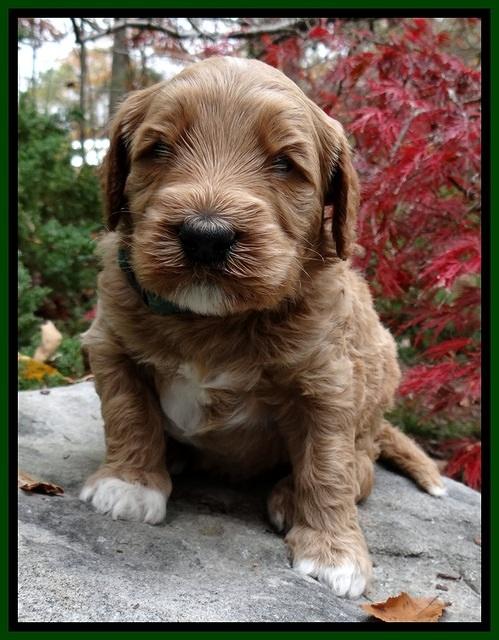 BT pups 4 wks old 131