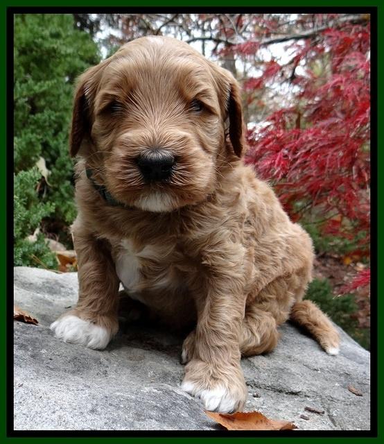 BT pups 4 wks old 151