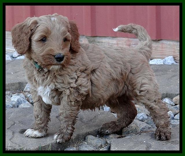 BT pups 6 wks old 07300