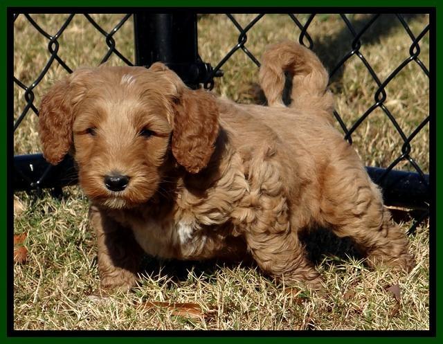 BT pups 6 wks old 08300