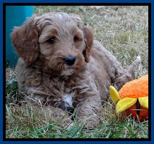 BT pups 7 weeks old 151