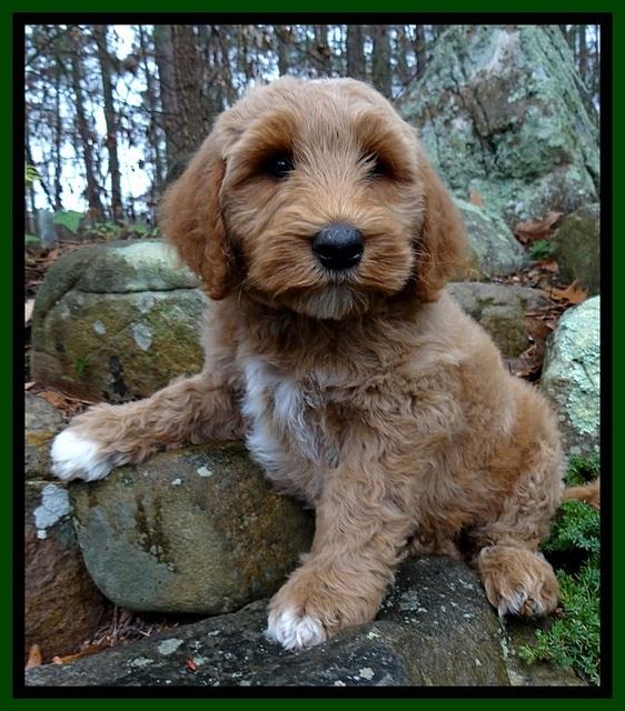 BT pups 8 wks old 4500