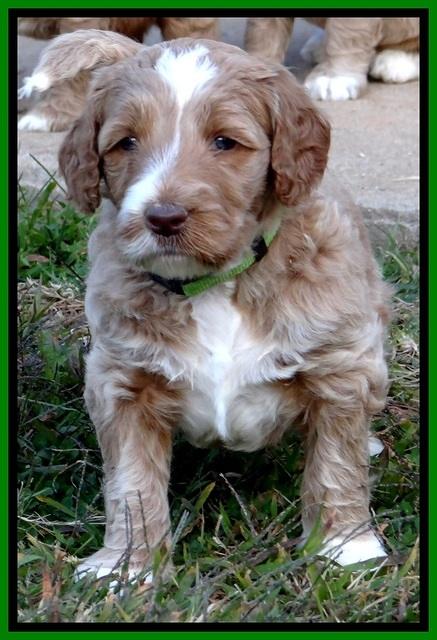BT 4.5 weeks old 61