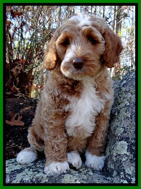 BT 8 pups 8 wks old 21000