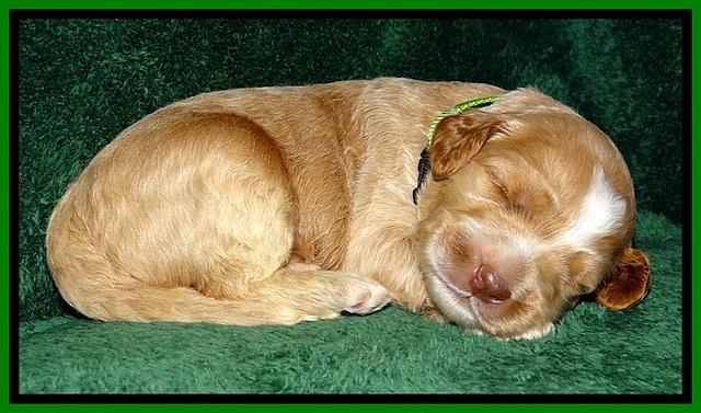 BT pups 2 wks old 1391