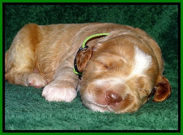 BT pups 2 wks old 1441