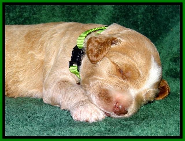BT pups 2 wks old 1471