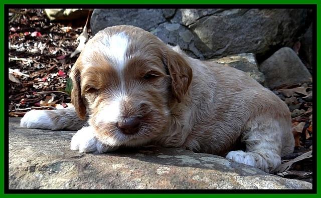 BT pups 3 wks old 271