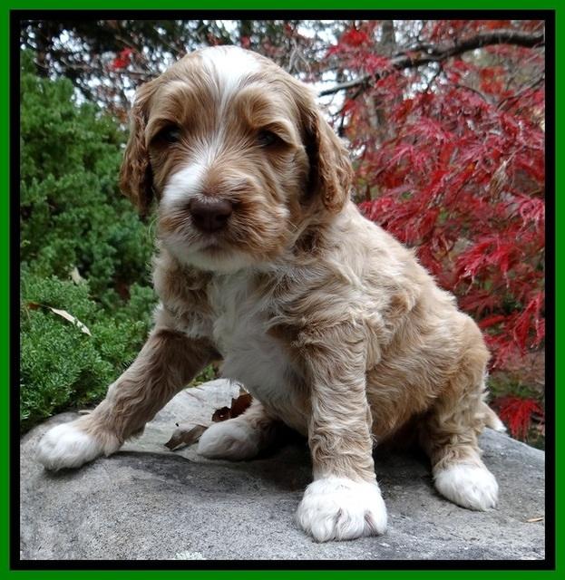 BT pups 4 wks old 331