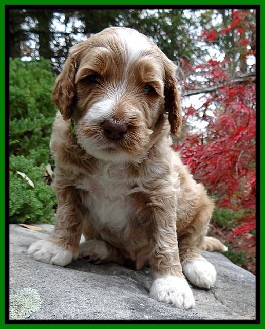 BT pups 4 wks old 341