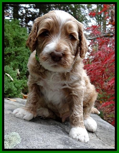 BT pups 4 wks old 351