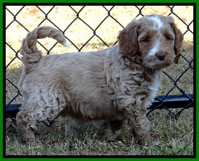 BT pups 6 wks old 01300