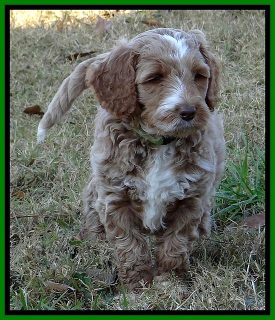 BT pups 6 wks old 03300