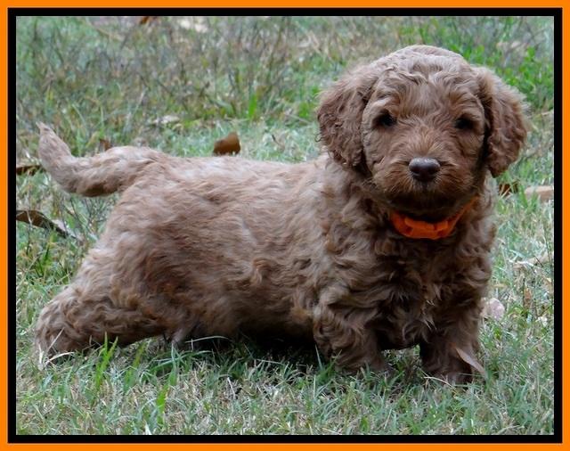 BT 4.5 weeks old 21 (2)