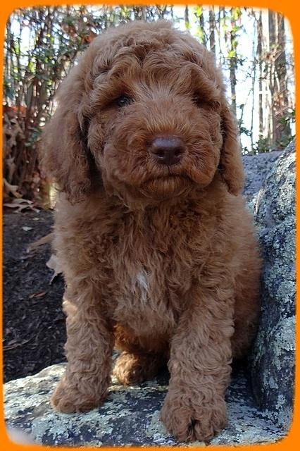 BT 8 pups 8 wks old 91000