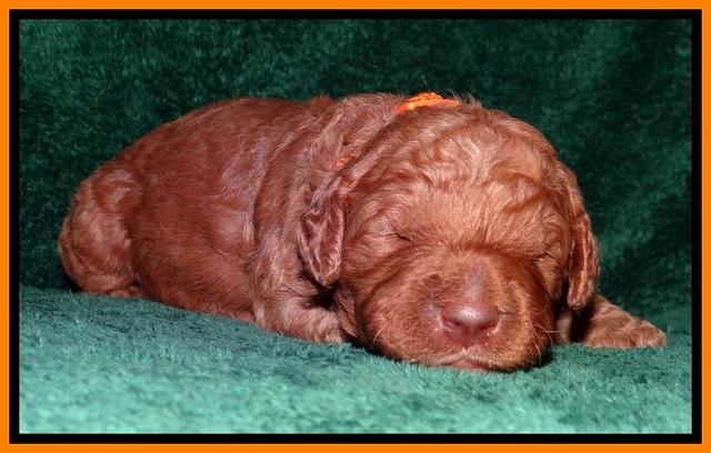 BT pups 2 wks old 471