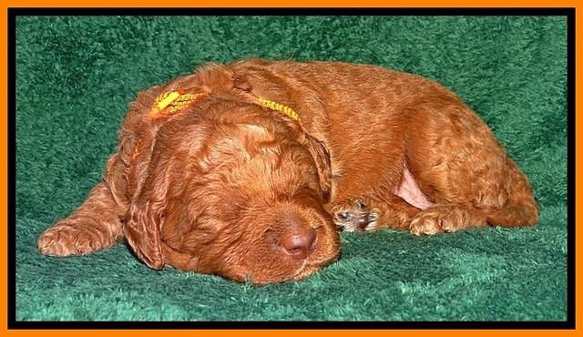 BT pups 2 wks old 621