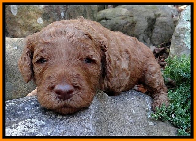 BT pups 3 wks old 131