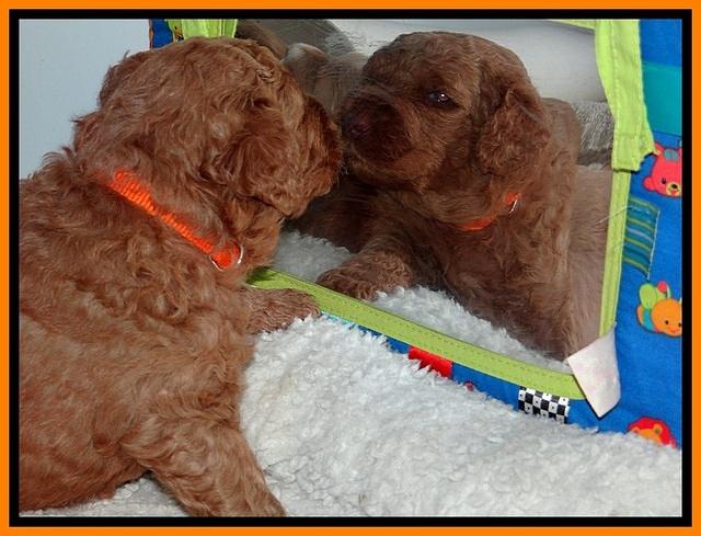 BT pups 3.2 wks old 31