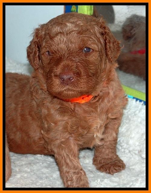 BT pups 3.2 wks old 61