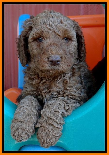 BT pups 6 wks old 161