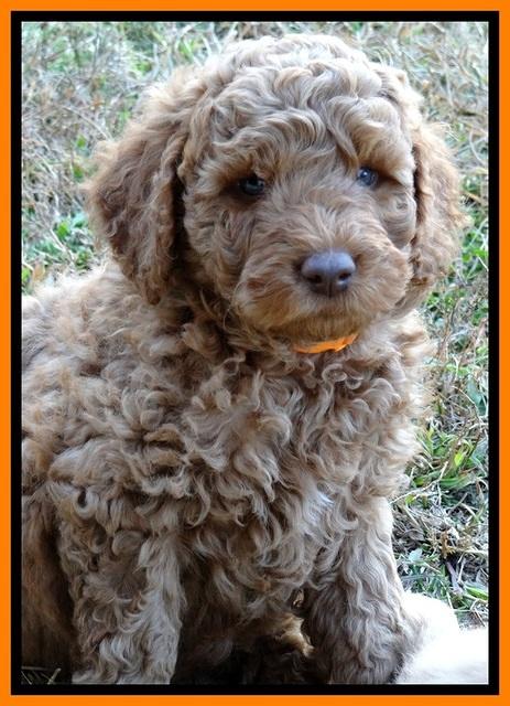 BT pups 7 weeks old 6100