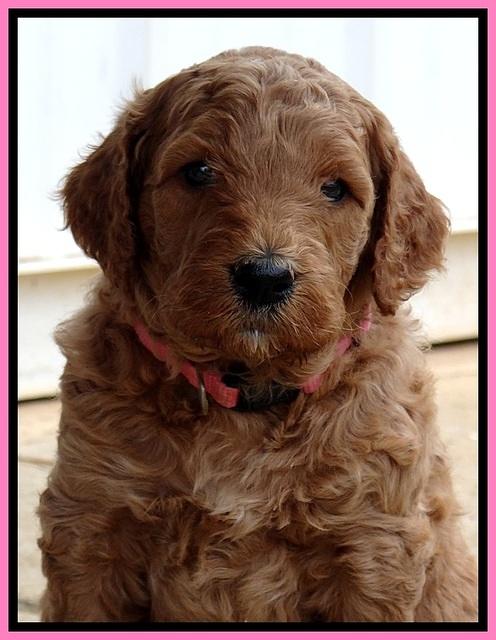 BT 4.5 weeks old 101 (2)