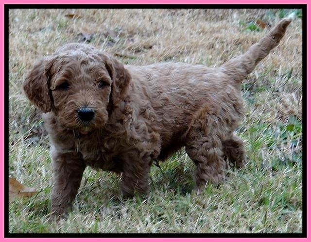 BT 4.5 weeks old 81 (2)