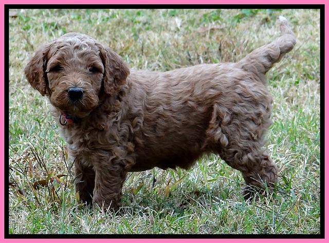 BT 4.5 weeks old 91 (2)